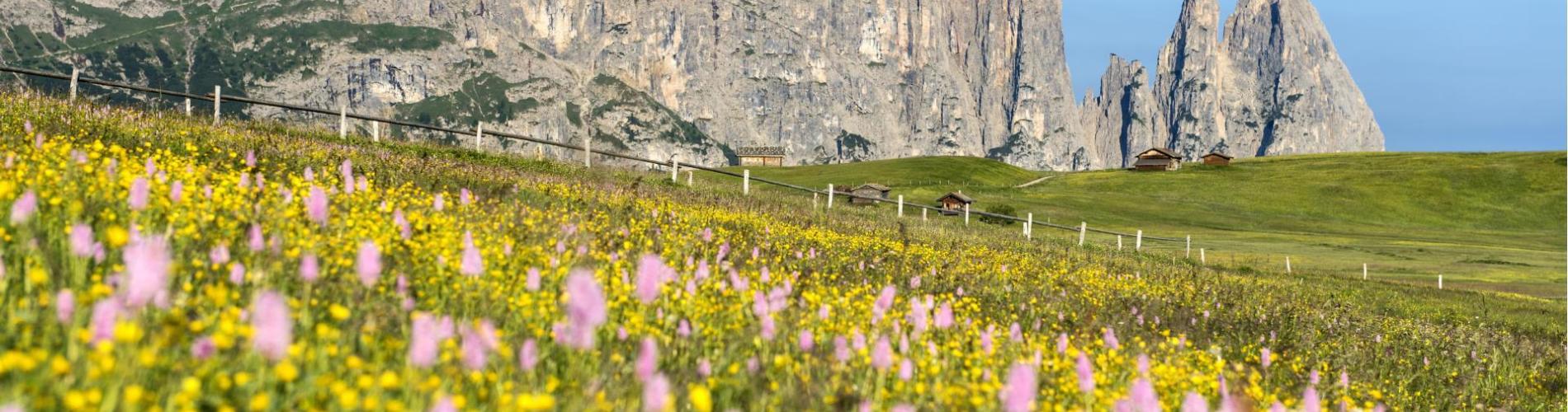 schlern-sommer-sam-helmuth-rier